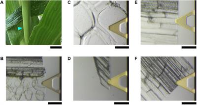 Direct Measurement of Plant Cellulose Microfibril and Bundles in Native Cell Walls
